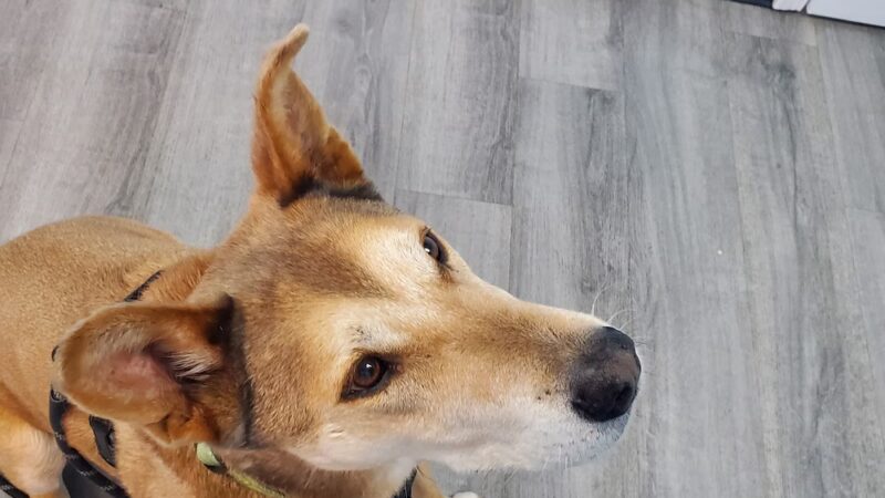 Good Samaritan Animal Clinic - La Vergne, TN