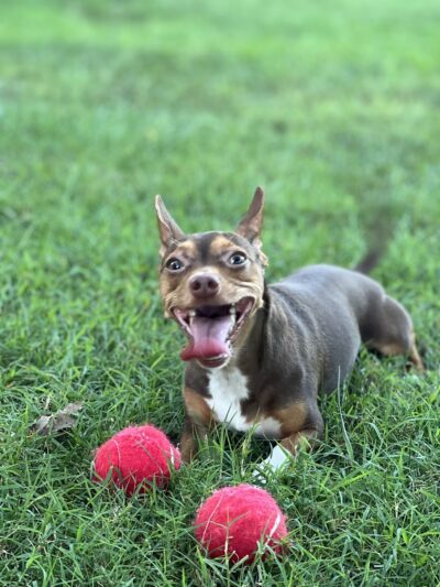 Good Samaritan Animal Clinic - La Vergne, TN