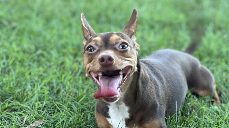 Good Samaritan Animal Clinic - La Vergne, TN