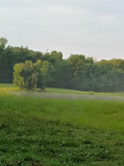 Percy Priest WMA - Trial Field area - La Vergne, TN