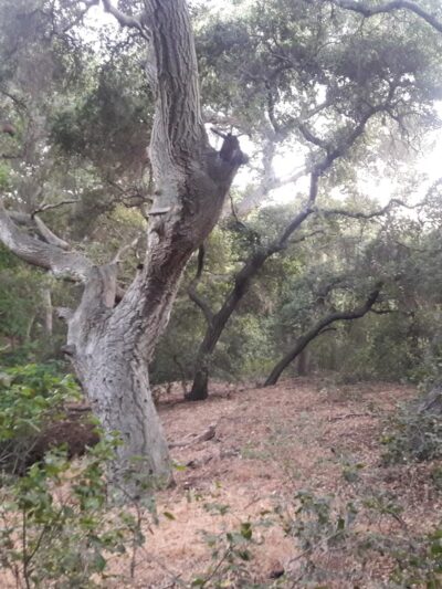 Golden Hills Wilderness Park - La Verne, CA