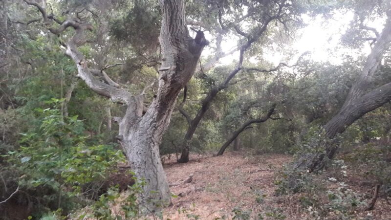 Golden Hills Wilderness Park - La Verne, CA