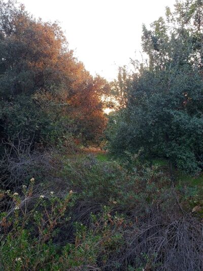 Golden Hills Wilderness Park - La Verne, CA