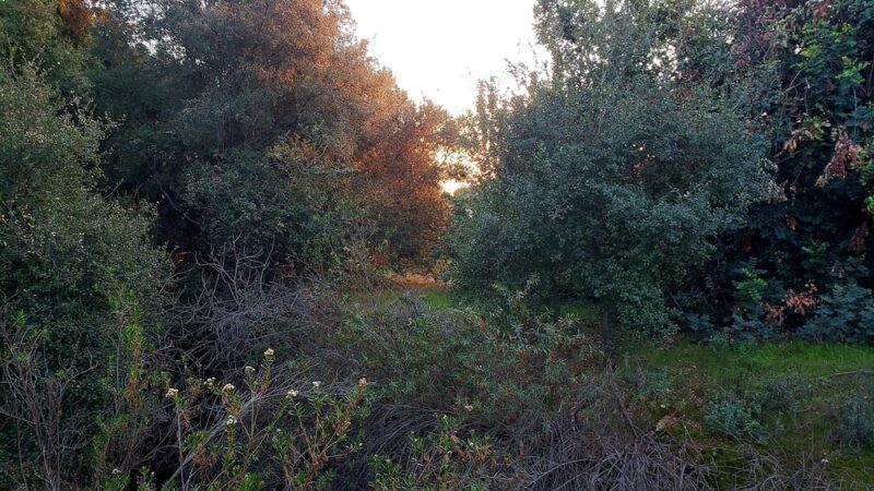 Golden Hills Wilderness Park - La Verne, CA