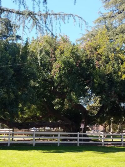 Kuns Park - La Verne, CA