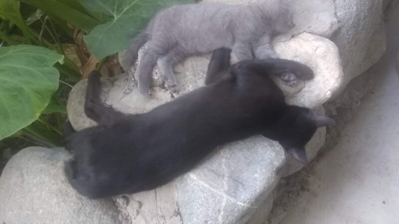 La Verne University Baseball Complex - La Verne, CA