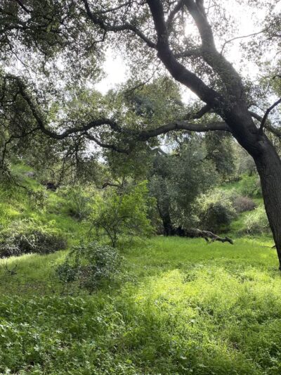 Marshall Canyon Trail - La Verne, CA