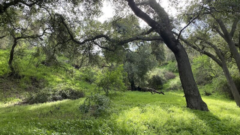 Marshall Canyon Trail - La Verne, CA