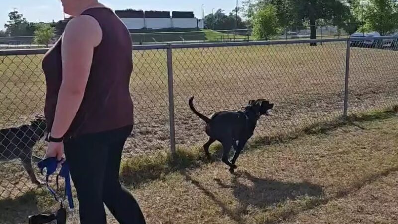 LaBelle Dog Park - LaBelle, FL