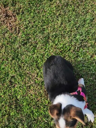 LaBelle Dog Park - LaBelle, FL