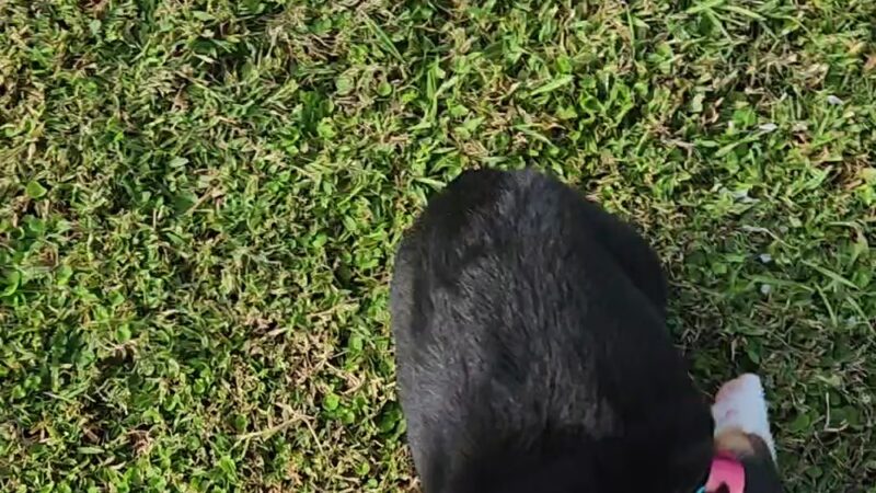 LaBelle Dog Park - LaBelle, FL