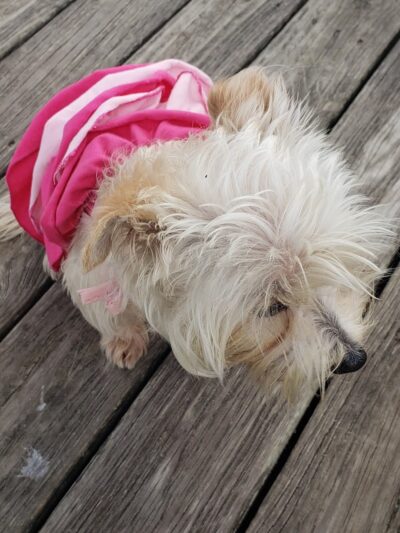 LaBelle Dog Park - LaBelle, FL