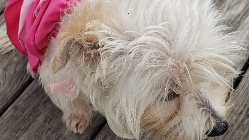 LaBelle Dog Park - LaBelle, FL