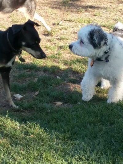 Wagsdale Dog Park (Private-access) - Ladera Ranch, CA