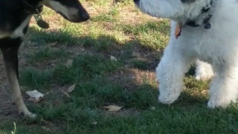 Wagsdale Dog Park (Private-access) - Ladera Ranch, CA