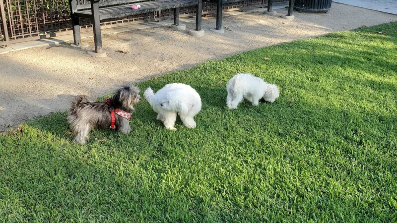 Wagsdale Dog Park (Private-access) - Ladera Ranch, CA