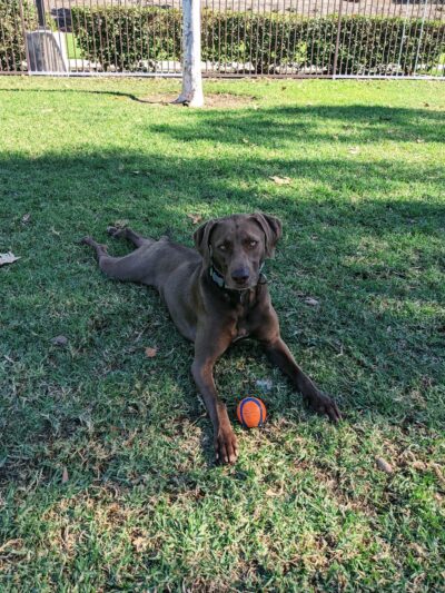 Wagsdale Dog Park (Private-access) - Ladera Ranch, CA