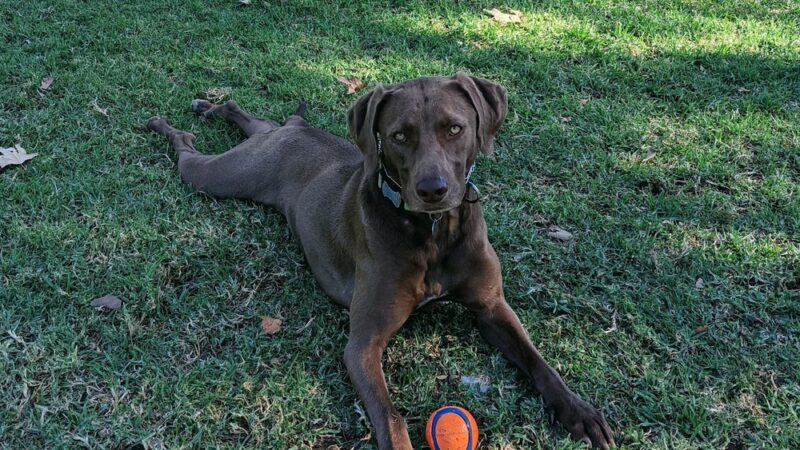 Wagsdale Dog Park (Private-access) - Ladera Ranch, CA