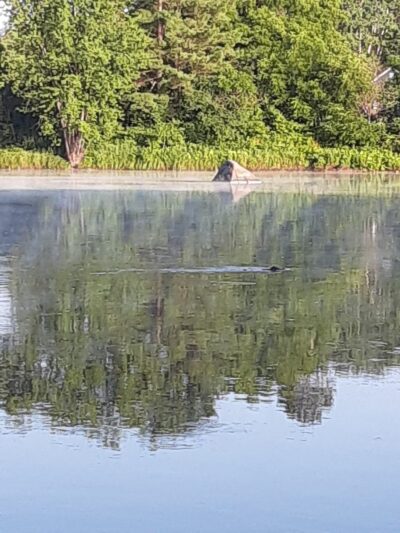 East River Run Campground - Ladysmith, WI