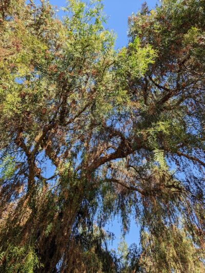 Cabot Park - Laguna Hills, CA