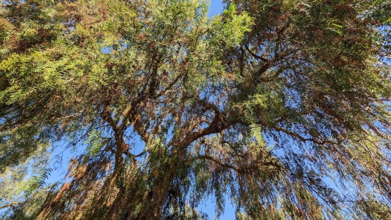 Cabot Park - Laguna Hills, CA