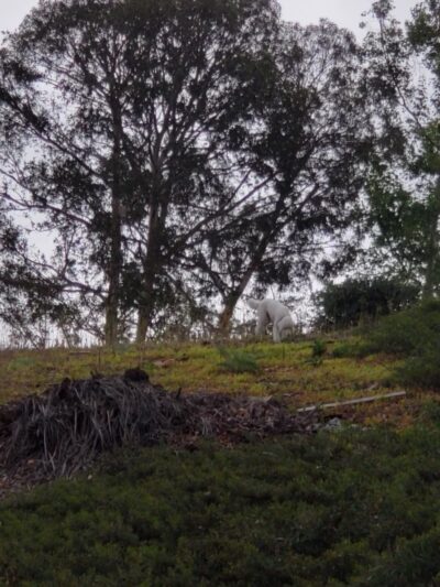 El Conejo Park - Laguna Hills, CA