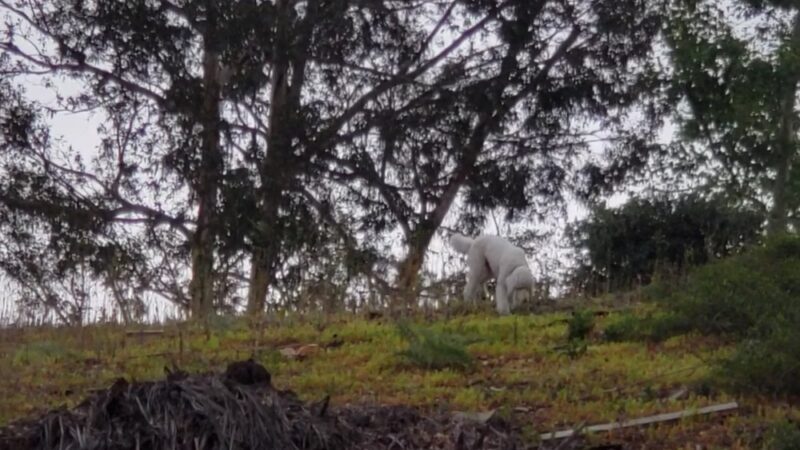 El Conejo Park - Laguna Hills, CA