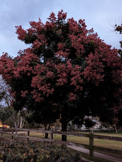 Hidden Trail Park - Laguna Hills, CA