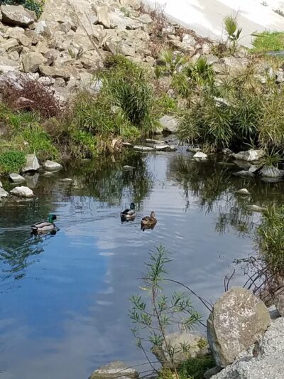 Sheep Hills Park - Laguna Hills, CA