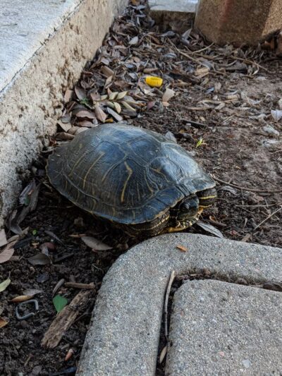 Veeh Ranch Park - Laguna Hills, CA
