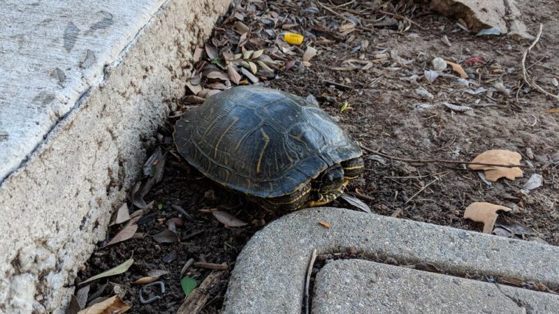 Veeh Ranch Park - Laguna Hills, CA