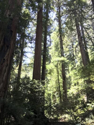 Creekside Loop Campground - Lagunitas, CA