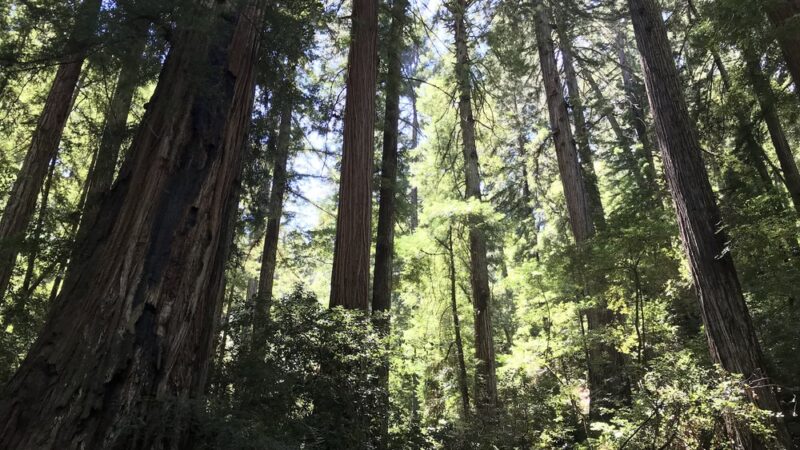 Creekside Loop Campground - Lagunitas, CA