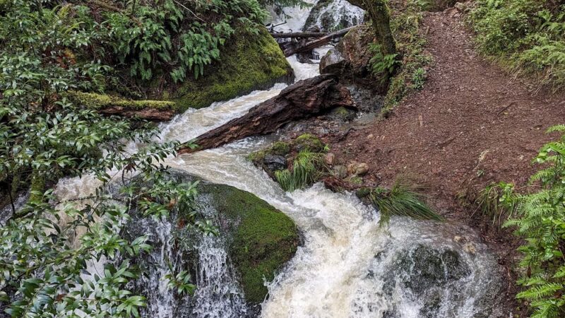 Creekside Loop Campground - Lagunitas, CA