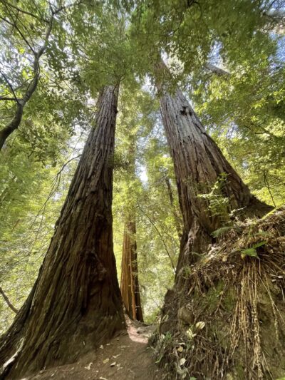 Pioneer tree trail - Lagunitas, CA