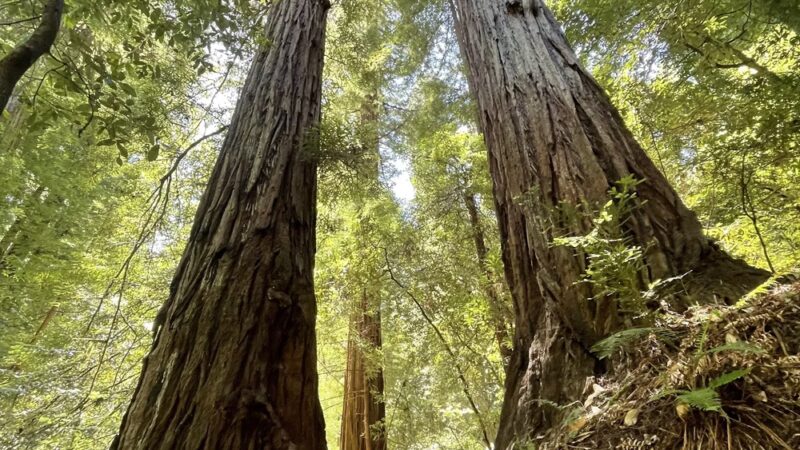 Pioneer tree trail - Lagunitas, CA