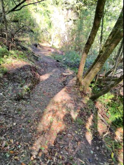 Pioneer tree trail - Lagunitas, CA
