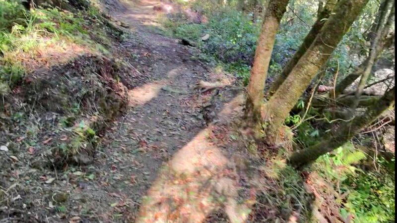 Pioneer tree trail - Lagunitas, CA