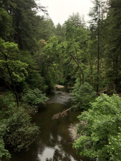 Pioneer tree trail - Lagunitas, CA