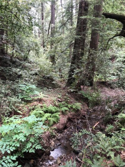 Pioneer tree trail - Lagunitas, CA