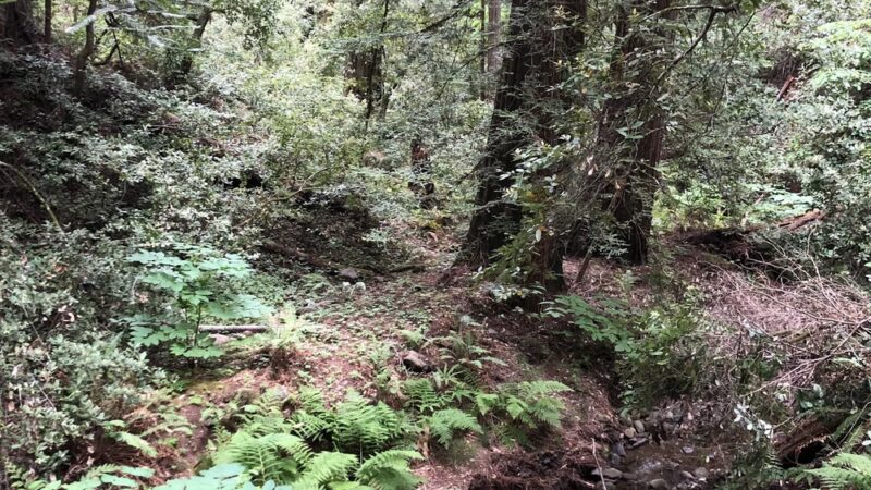 Pioneer tree trail - Lagunitas, CA