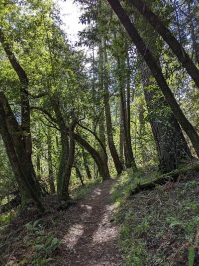 Pioneer tree trail - Lagunitas, CA