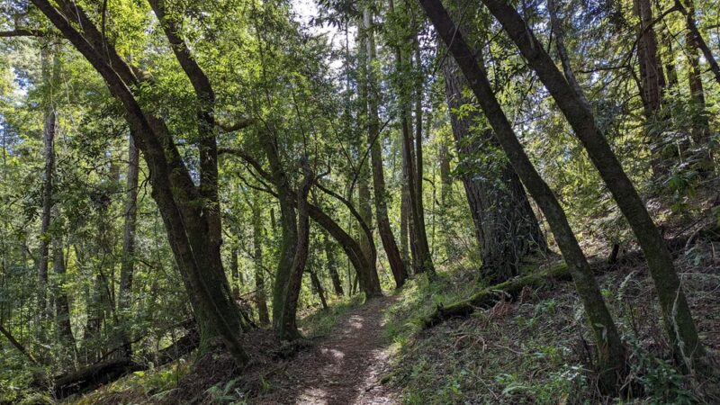 Pioneer tree trail - Lagunitas, CA