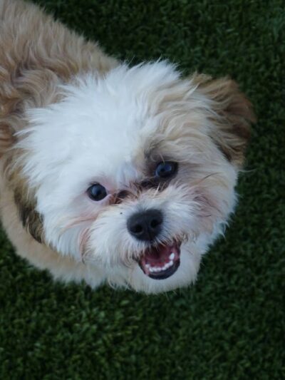 Bark N Park - Lake Bluff, IL