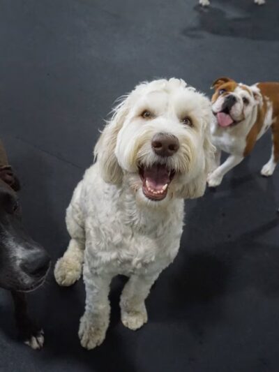 Bark N Park - Lake Bluff, IL