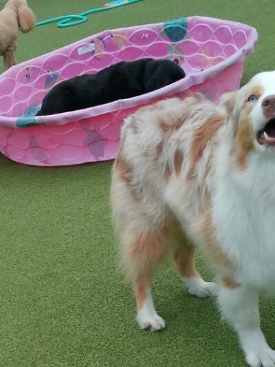 Bark N Park - Lake Bluff, IL