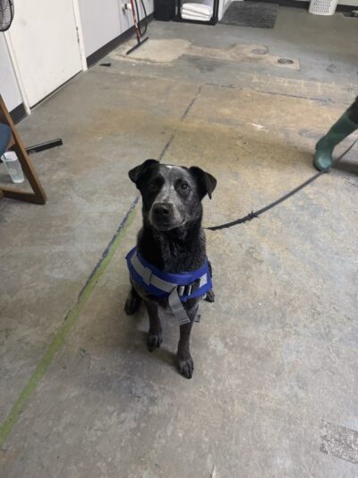 Bark N Park - Lake Bluff, IL