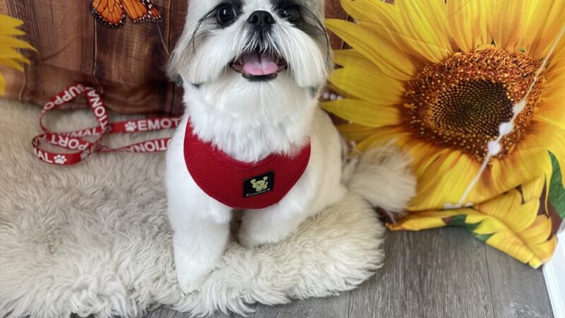 Posh Paws of Lake Bluff - Lake Bluff, IL