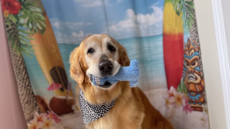 Posh Paws of Lake Bluff - Lake Bluff, IL