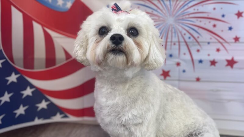 Posh Paws of Lake Bluff - Lake Bluff, IL